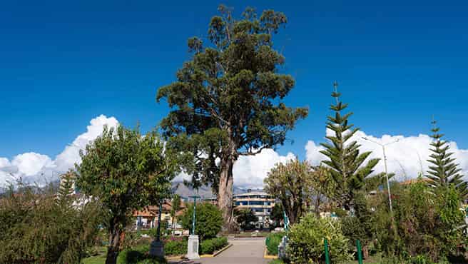 El Árbol Monumental de Piscobamba: 150 años de historia y naturaleza en el corazón de Áncash